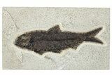 Detailed Fossil Fish (Knightia) - Wyoming #292341-1
